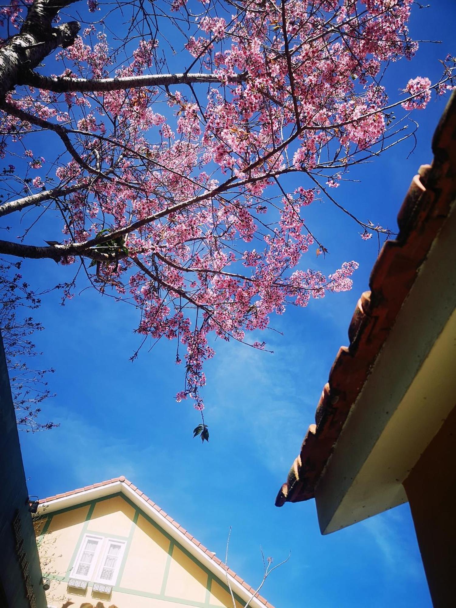 Отель Bich Dao Boutique - Dalat Экстерьер фото